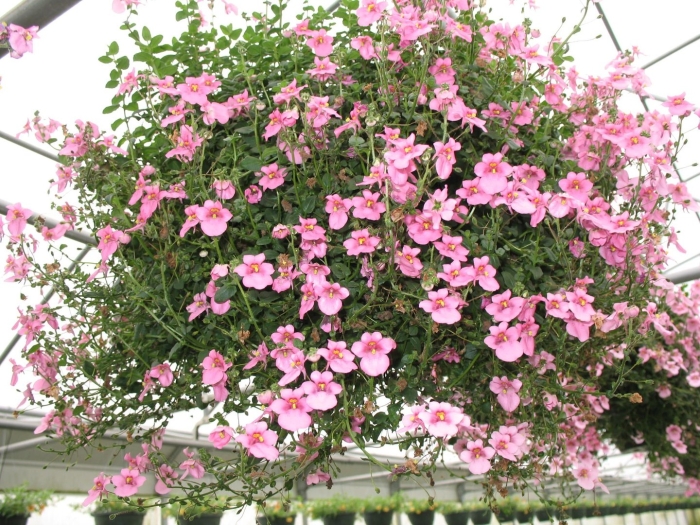 Диасция ампельная