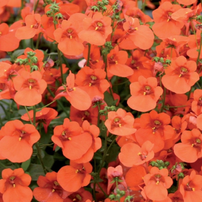 Диасция ампельная