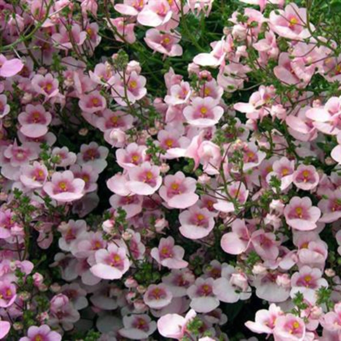 Диасция darla appleblossom