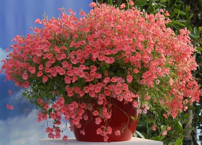 Цветок диасция ампельная