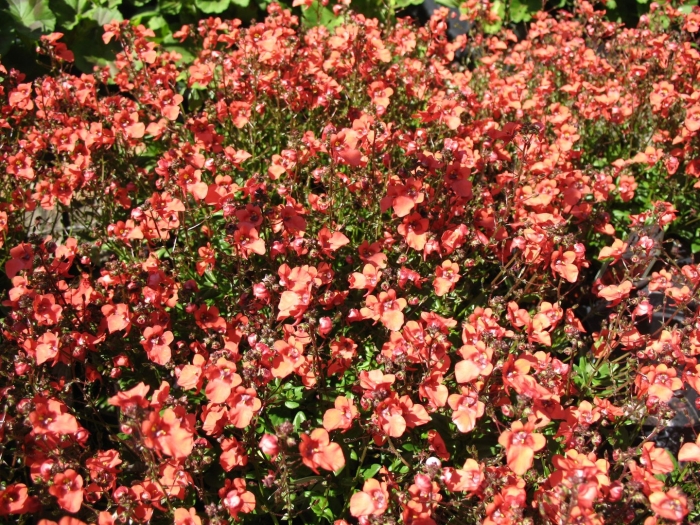 Diascia barberae