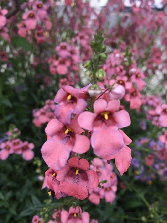 Диасция ампельная