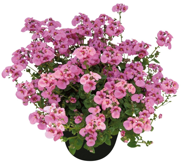 Диасция ампельная