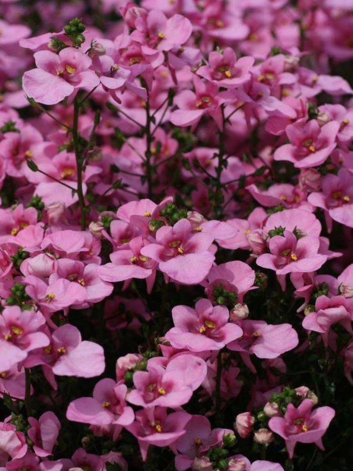 Диасция ампельная