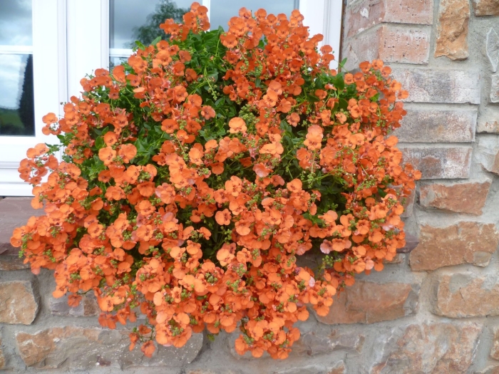 Диасция elfjes orange