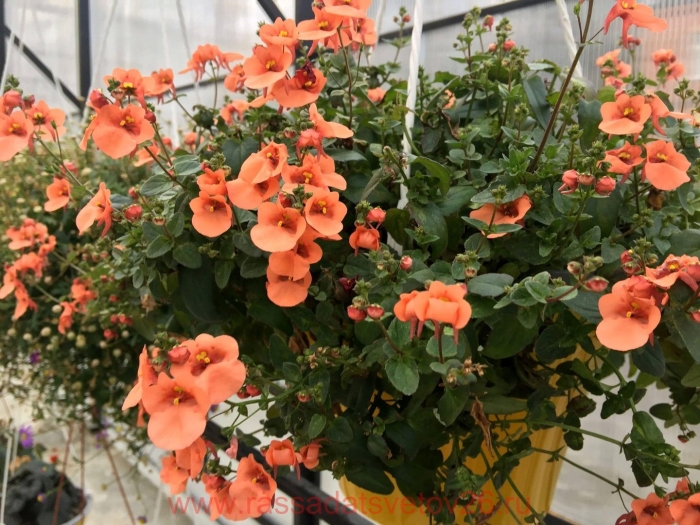 Диасция elfjes xxl salmon