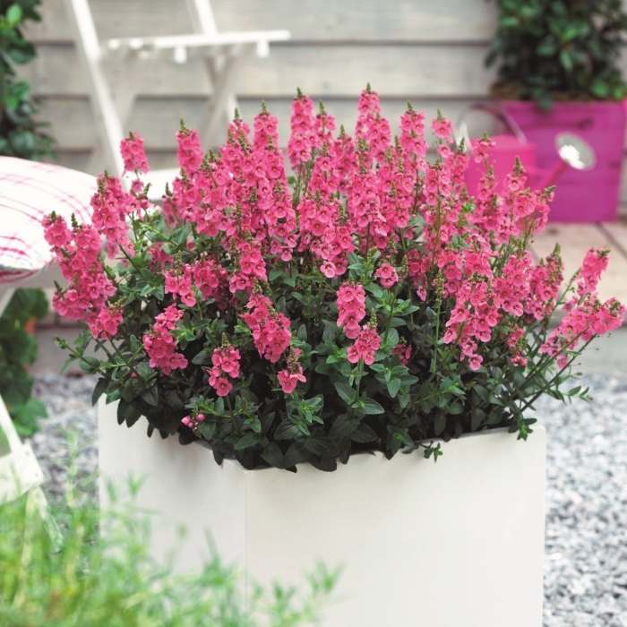 Диасция вегетативная