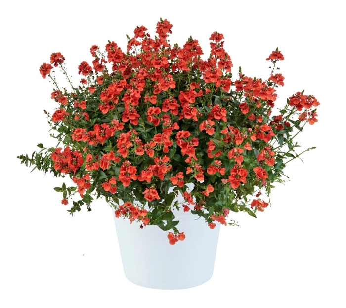 Диасция trinity sunset