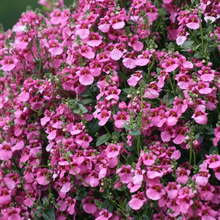 Диасция ампельная