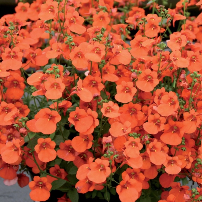 Диасция elfjes dark orange