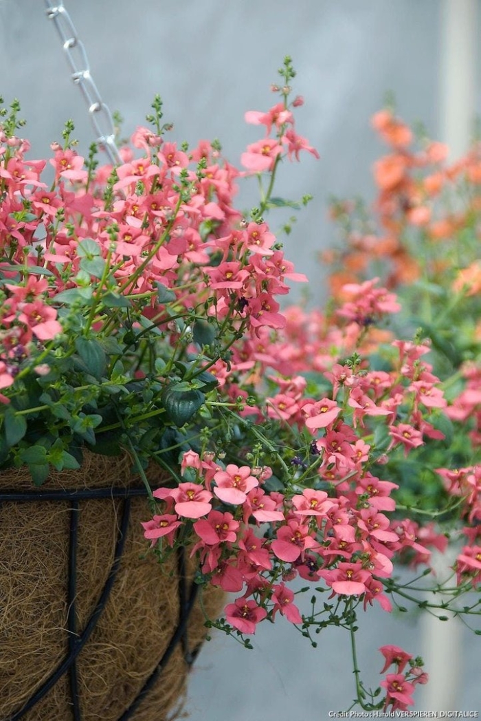 Salmon queen диасция