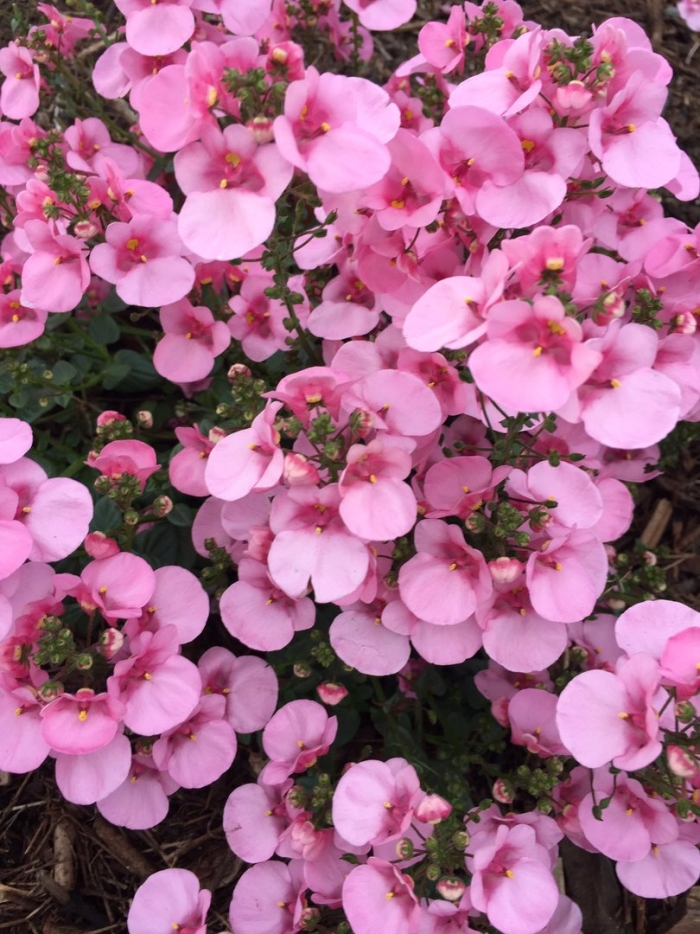 Диасция растение