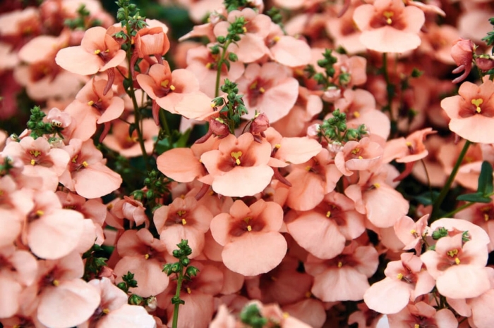 Цветок диасция