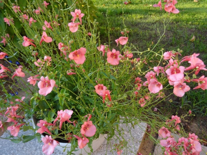 Диасция elfjes red