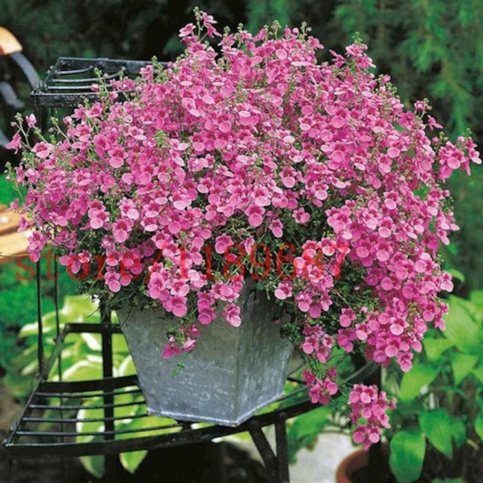 Цветок диасция ампельная