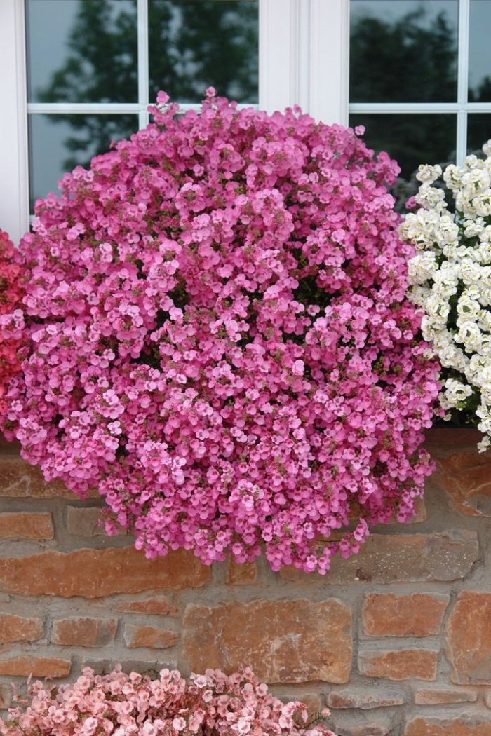 Цветок диасция ампельная