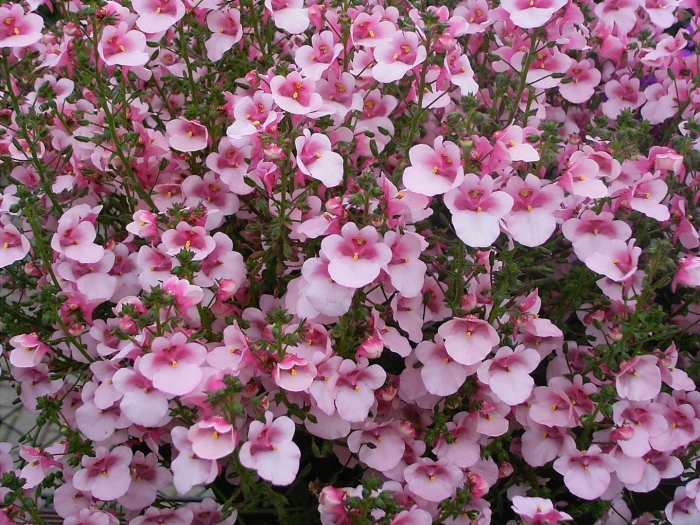 Диасция ампельная