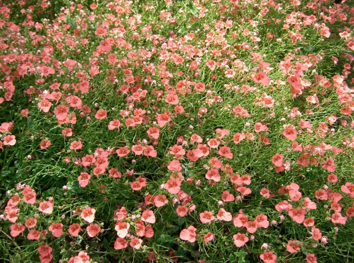 Diascia coral belle