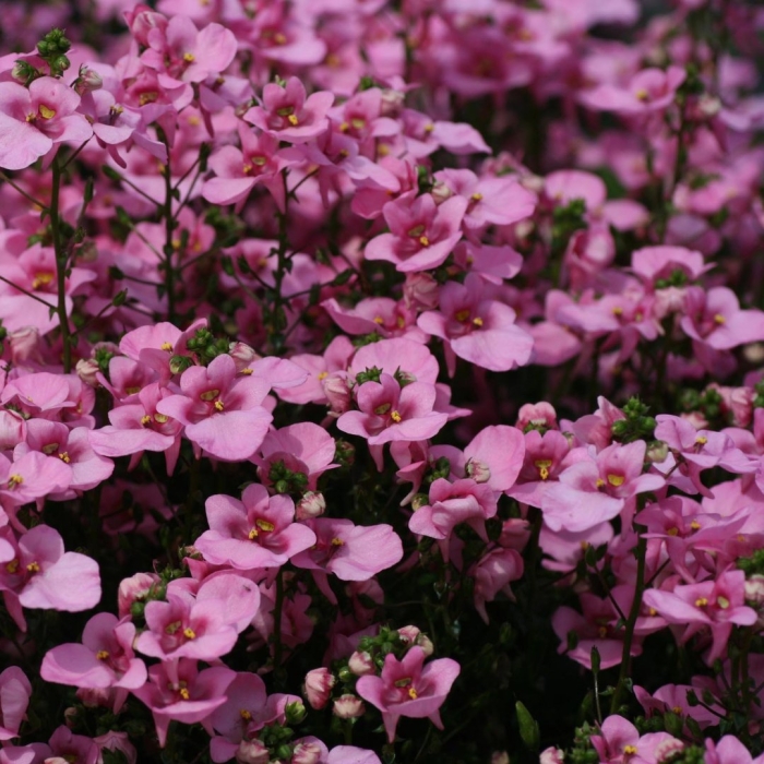 Диасция успех