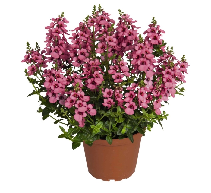 Ангелония узколистная