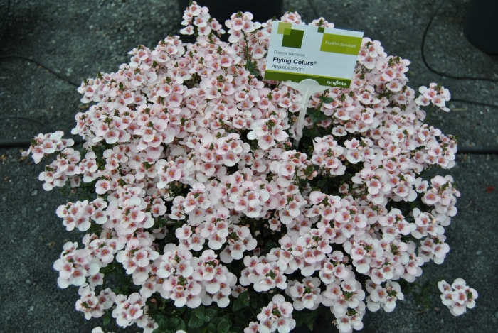 Диасция бородчатая