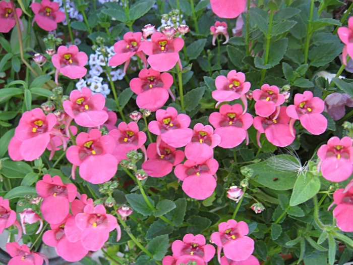 Диасция ампельная