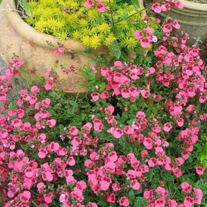 Диасция ампельная