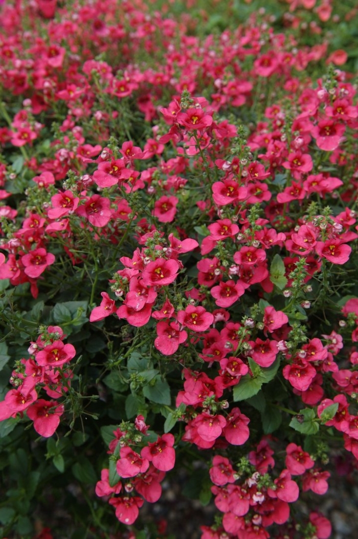 Диасция ампельная