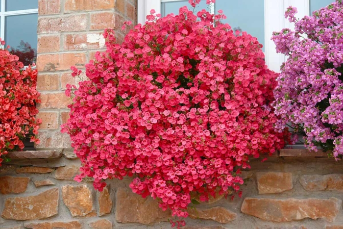 Диасция ампельная