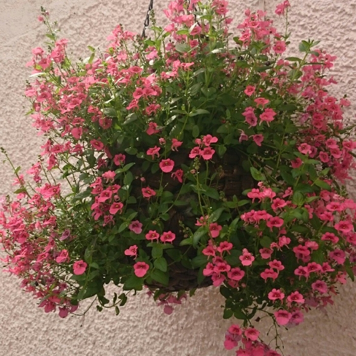 Диасция darla deep salmon