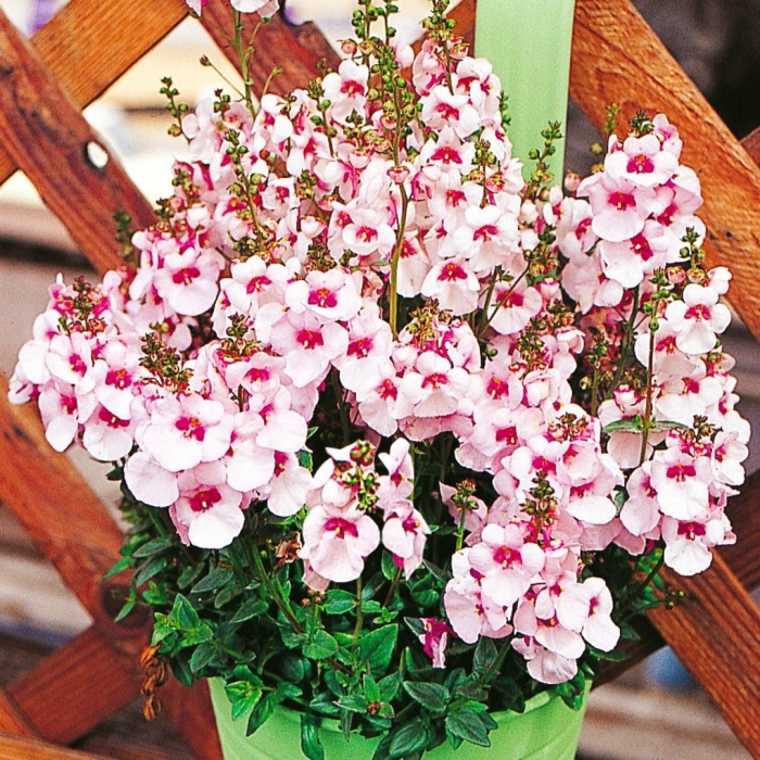 Диасция juliet appleblossom