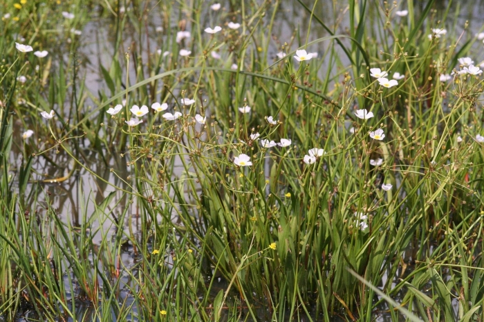 Baldellia ranunculoides