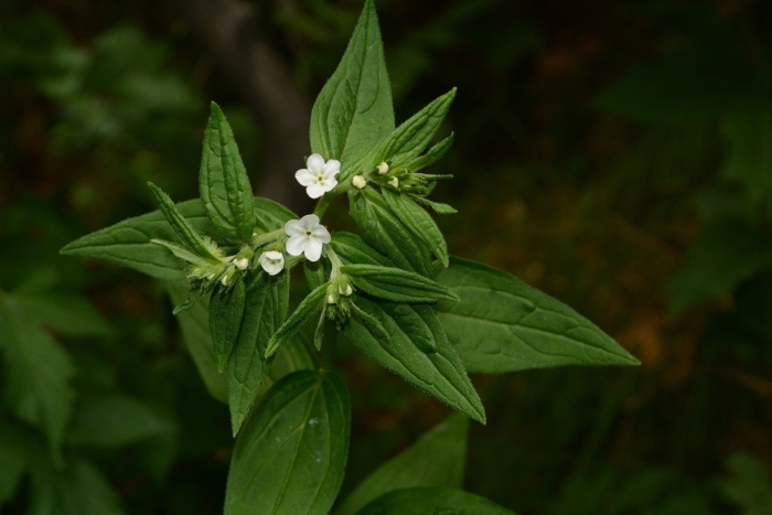 Воробейник краснокорневой
