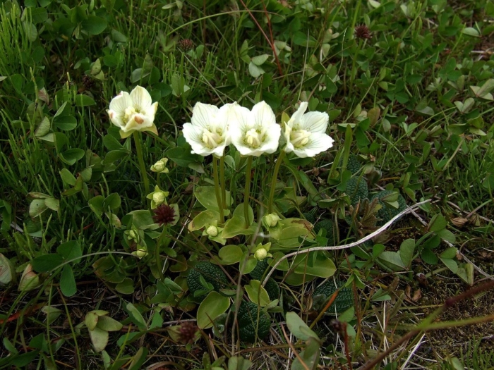 Белозор болотный