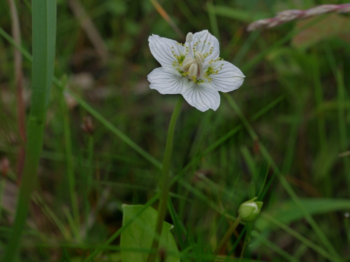 Белозор растение