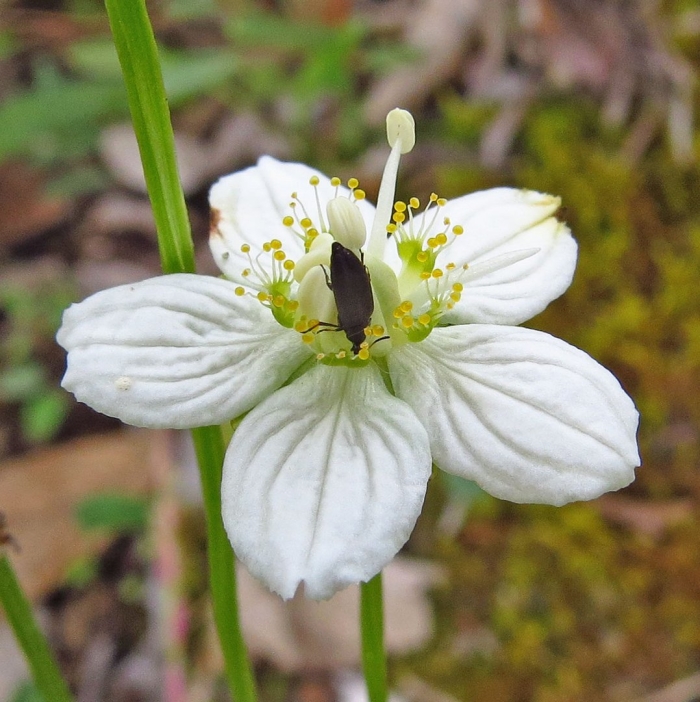 Parnassia californica