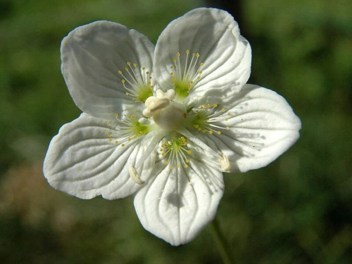 Parnassia palustris