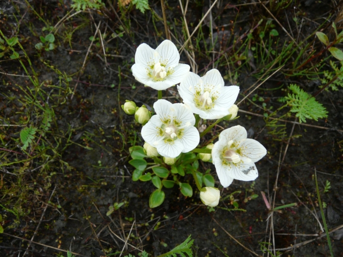 Parnassia palustris