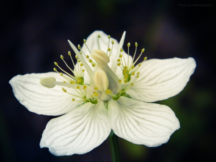Белозор болотный