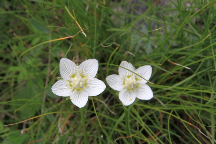Parnassia palustris