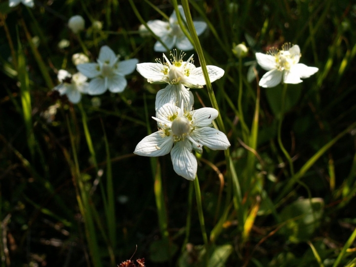 Растение на болоте