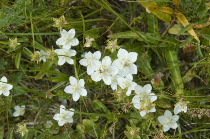Трава белозор болотный
