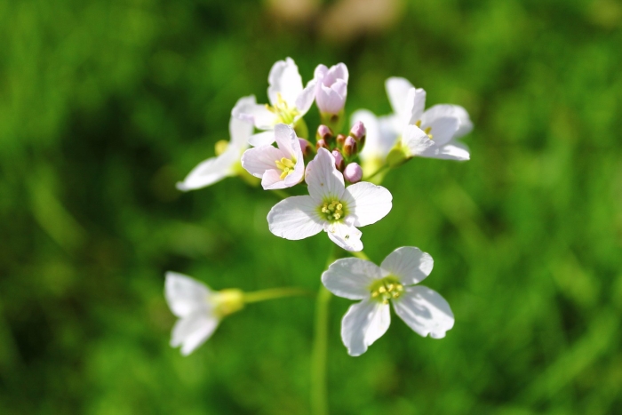 Cardamine pratensis