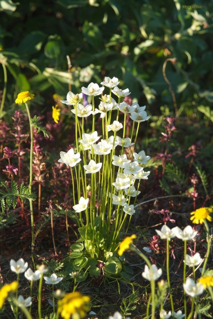 Белозор болотный