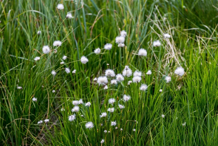 Пушица растение