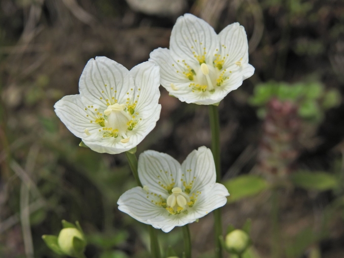 Белозор болотный (parnassia palustris)