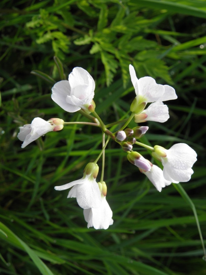Cardamine pratensis