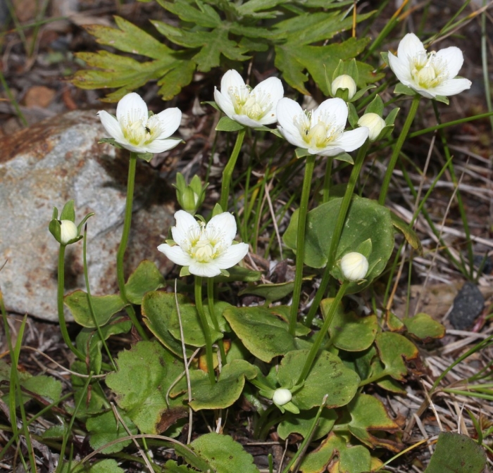 Parnassia palustris