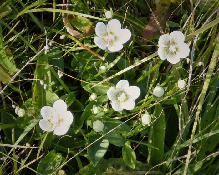 Перелойка белозор болотный