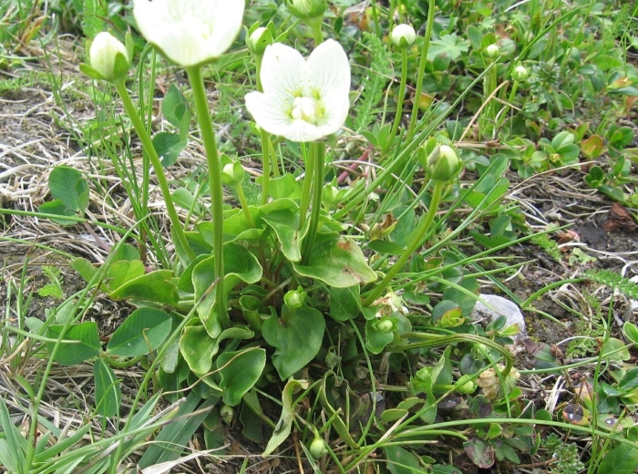 Parnassia palustris